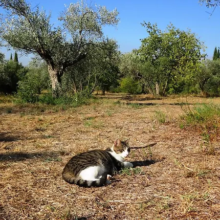Apartamento Les Olives